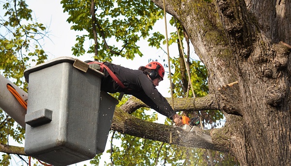 Watchhouse Tree Service