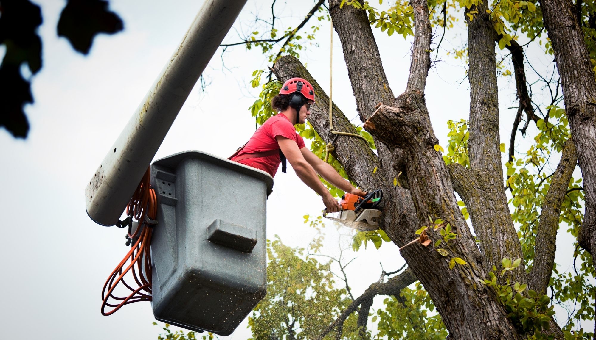 Space City Tree Service